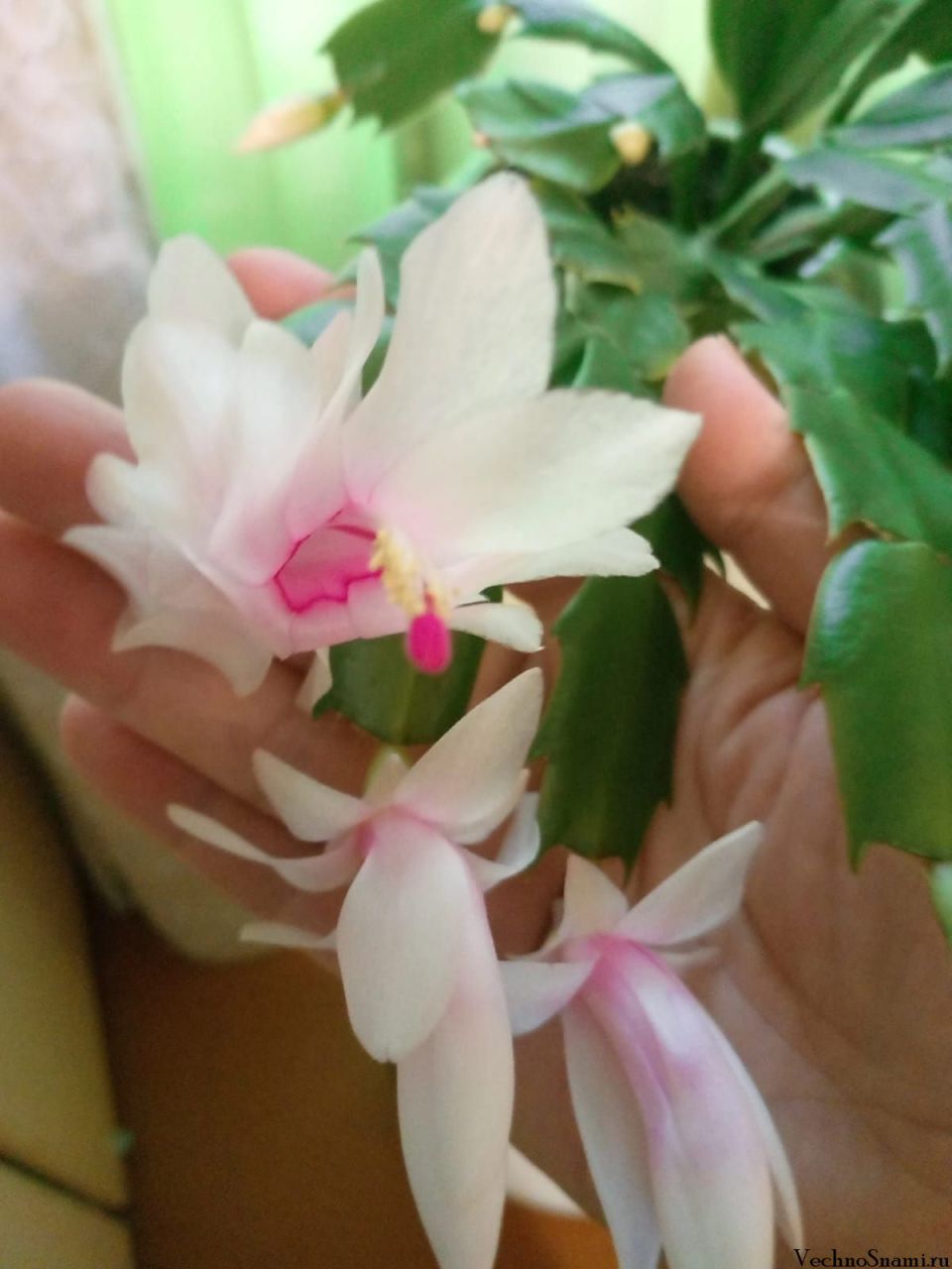 Ирина Алексеевна