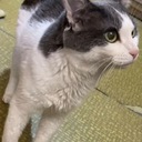 Милла