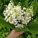  Светлана Васильевна