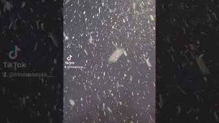 без заголовка